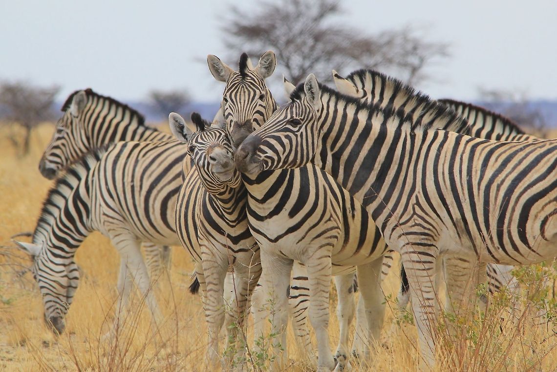 Burchell's Zebra - Stripes United Burchell&#039;s Zebra interact, as photographed in Namibia, southwestern Africa.   Burchells zebra,Equus quagga burchellii,Geotagged,Namibia,Winter,fun,funny,hilarious,humor,interact,markings,social,stripes