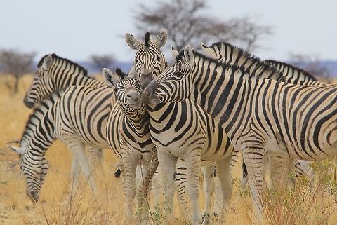 Burchell's Zebra - Stripes United Burchell's Zebra interact, as photographed in Namibia, southwestern Africa.   Burchells zebra,Equus quagga burchellii,Geotagged,Namibia,Winter,fun,funny,hilarious,humor,interact,markings,social,stripes
