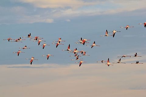 Greater Flamingo - Flight of Color A flock of Greater Flamingo in flight, as seen in the wilds of Namibia, southwestern Africa.   Geotagged,Greater flamingo,Namibia,Phoenicopterus roseus,Summer,beautiful,captivate,flight,flock,fly,icon,pink,red,spread,wind,wings