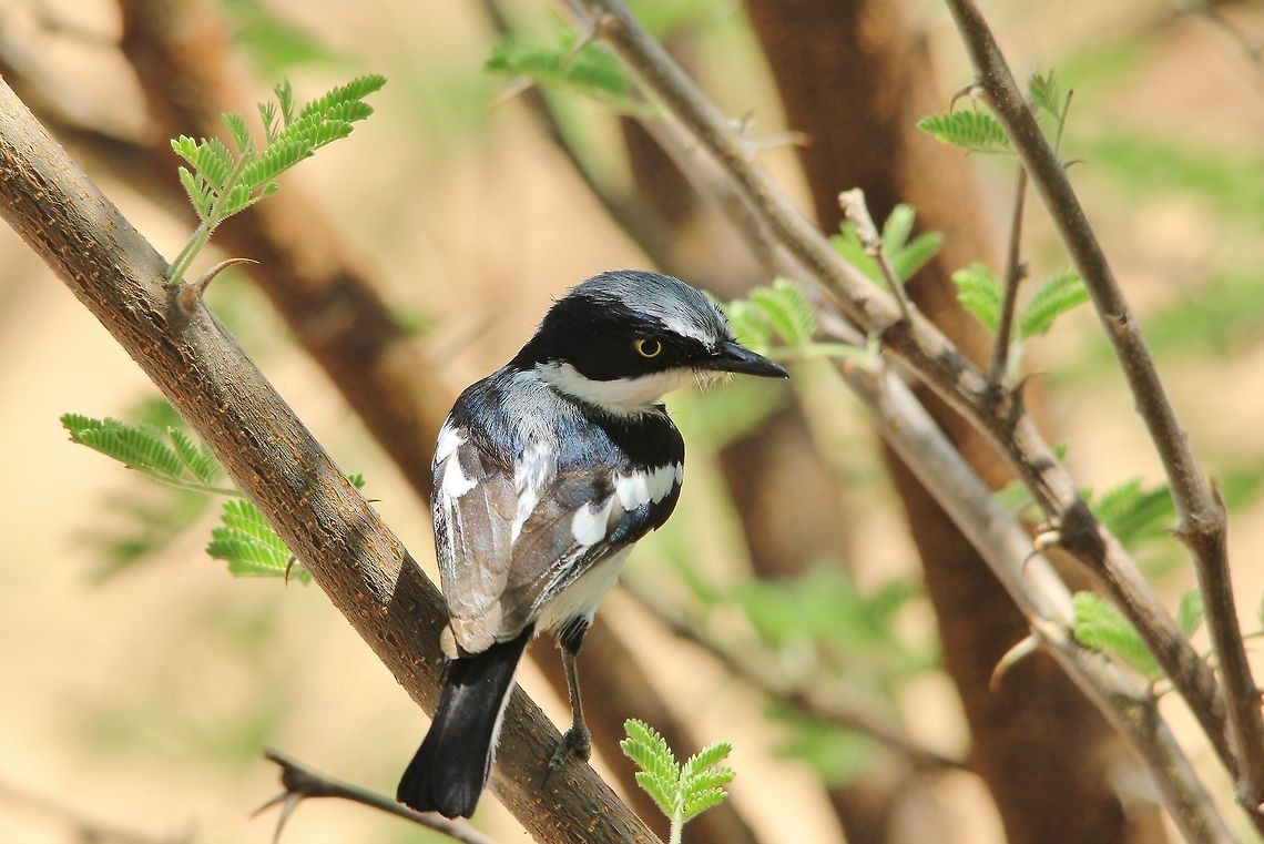 Pririt Batis - Focus and Speed This small bird (this specific one is a male) is lightning fast and agile.  It is very easy to miss or overlook this bird as it is neither striking in plumage, nor does it allow one to photograph it with ease.   Batis pririt,Geotagged,Namibia,Pririt batis,Spring,agile,avian,bird,black,bush,perched,plumage,quick,yellow