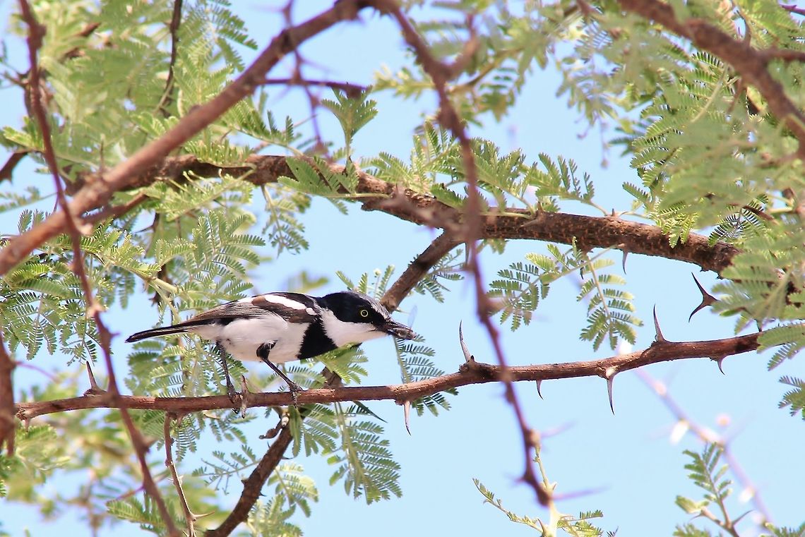 Pririt Batis - Fly Catcher Extraordinaire The elusive and super fast Pririt Batis with a fly in its mouth.  Photographed in the complete wilds of Namibia, southwestern Africa.  Africa,Batis pririt,Geotagged,Namibia,Pririt batis,Spring,agile,avian,bird,black,fast,fly,fly catcher,perch,plumage,quick