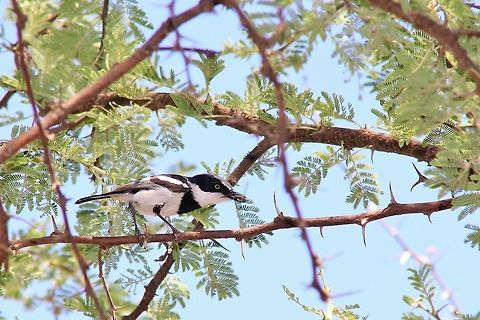 Pririt Batis - Fly Catcher Extraordinaire The elusive and super fast Pririt Batis with a fly in its mouth.  Photographed in the complete wilds of Namibia, southwestern Africa.  Africa,Batis pririt,Geotagged,Namibia,Pririt batis,Spring,agile,avian,bird,black,fast,fly,fly catcher,perch,plumage,quick