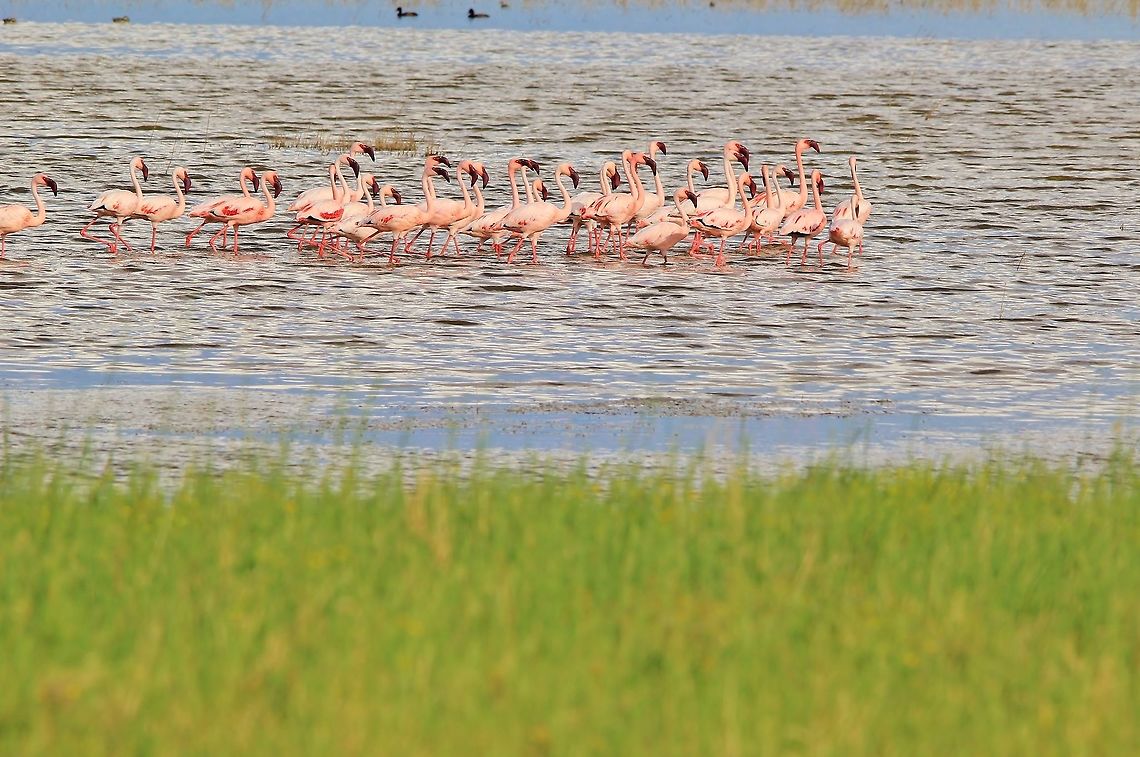 Lesser Flamingo - Pink Beauties A small flock of Lesser Flamingo, as photographed on the Nyae Nyae Pans in the Nyae Nyae Conservancy (Namibian northeast).   Geotagged,Lesser Flamingo,Namibia,Phoenicopterus minor,Summer,beautiful,flock,pink,plumage,water,wetland