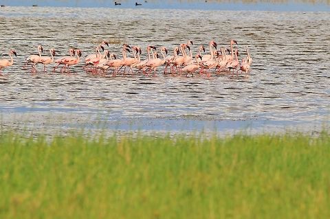 Lesser Flamingo - Pink Beauties A small flock of Lesser Flamingo, as photographed on the Nyae Nyae Pans in the Nyae Nyae Conservancy (Namibian northeast).   Geotagged,Lesser Flamingo,Namibia,Phoenicopterus minor,Summer,beautiful,flock,pink,plumage,water,wetland