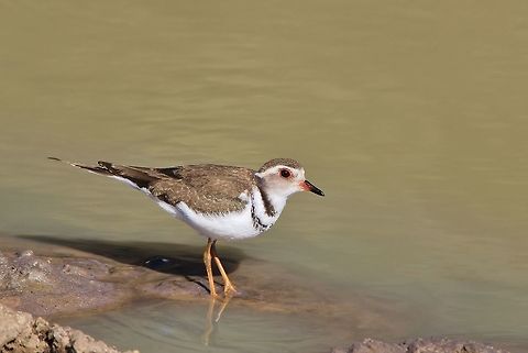 Three-Banded Plover - Freedom is Bliss A Three-banded Plover visits a watering hole in the wilds of Namibia, southwestern Africa.  It would appear that this specific bird is either still immature, or is not in its full breeding plumage.  Normally the two bands would be darker and more prominent.   Charadrius tricollaris,Geotagged,Namibia,Winter,bands,brown,grey,plumage,three banded plover,wader,water,wetland,white