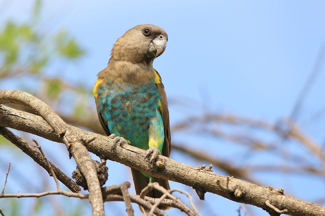 Meyer's Parrot - Posing Plumage This Meyer's Parrot was photographed in my back yard where a small group normally visits my lawn when the sprinkler is going.  On hot summer's days, they simply can not stay away from the cool water.   Africa,Geotagged,Meyers parrot,Namibia,Poicephalus meyeri,Spring,blue,green,grey,parrot,plumage,wild,yellow