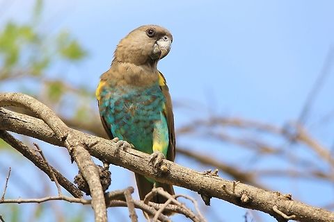 Meyer's Parrot - Posing Plumage This Meyer's Parrot was photographed in my back yard where a small group normally visits my lawn when the sprinkler is going.  On hot summer's days, they simply can not stay away from the cool water.   Africa,Geotagged,Meyers parrot,Namibia,Poicephalus meyeri,Spring,blue,green,grey,parrot,plumage,wild,yellow