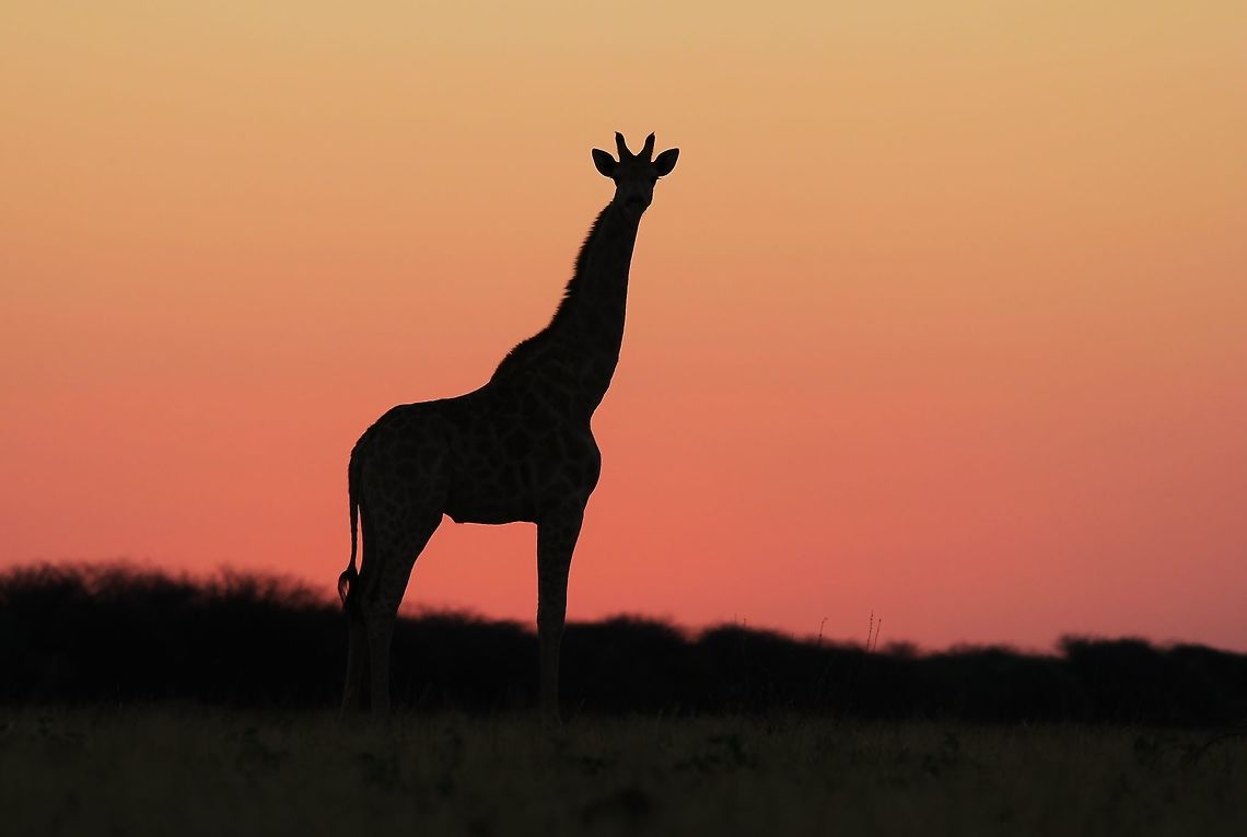 Giraffe Silhouette - Contour on Pink A Giraffe outline and silhouette against a pink sunset sky, as photographed in the wilds of Namibia, southwestern Africa.  <br />
<br />
I like this image as it purely indicates this animal&#039;s outline, and clearly the elongated neck catches the eye.  Standing nearly 6 meters high, this animal can reach the highest and most succulent green leaves on trees.  Its favorite is Acacia species.  With a tough and &quot;thorn resistant&quot; tongue, it will strip leaves from branches before feasting on it.   Geotagged,Giraffa camelopardalis,Giraffe,Namibia,Spring,contrast,dusk,outline,pink,red,sunset