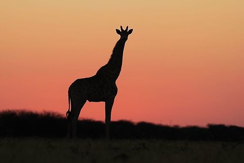 Giraffe Silhouette - Contour on Pink A Giraffe outline and silhouette against a pink sunset sky, as photographed in the wilds of Namibia, southwestern Africa.  

I like this image as it purely indicates this animal's outline, and clearly the elongated neck catches the eye.  Standing nearly 6 meters high, this animal can reach the highest and most succulent green leaves on trees.  Its favorite is Acacia species.  With a tough and "thorn resistant" tongue, it will strip leaves from branches before feasting on it.   Geotagged,Giraffa camelopardalis,Giraffe,Namibia,Spring,contrast,dusk,outline,pink,red,sunset