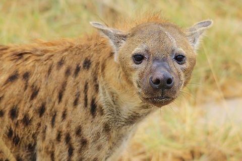 Spotted Hyena - Predator Extraordinaire This image is of a large Spotted Hyena female, photographed in the complete wilds and freedom of Namibia, southwestern Africa. 

Without a doubt, through my personal experience working in the conservation / national park arena, this is absolutely the master of all predators.  It will survive through conditions tough and unbearable, it will obtain food guaranteed, and it will outlast one and all other predators.  It is tough, hardy, determined and a very long walker.  It is fearless, canning and will make a plan, it is patient and strong.  It is a super animal.  

 Crocuta crocuta,Geotagged,Namibia,Spotted Hyena,Summer,mammal,markings,predator,spotted,tough