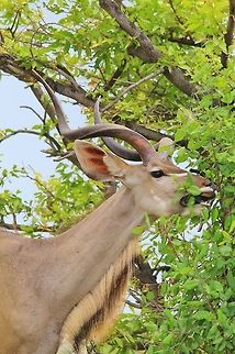 Greater Kudu - Taking big bites A young adult Greater Kudu bull takes a bite at some Combretum tree leaves.  As browsers, this photo is indicative of this antelope's diet. Geotagged,Greater Kudu,Namibia,Summer,Tragelaphus strepsiceros,antelope,chew,eat,funny,humor,leaves