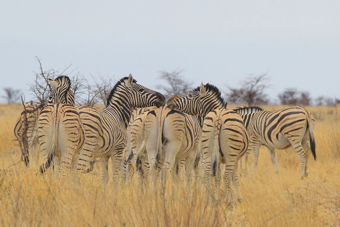 Burchell's Zebra - Kiss of Striped Fun A photograph I just had to add.  Two Burchell&#039;s Zebra&#039;s rest their heads on the rear end of another, in apparent kiss mode.  Photographed in the wilds of Namibia, southwestern Africa.  Burchells zebra,Equus quagga burchellii,Geotagged,Namibia,Winter,fun,funny,hilarious,humor,kiss,stripes