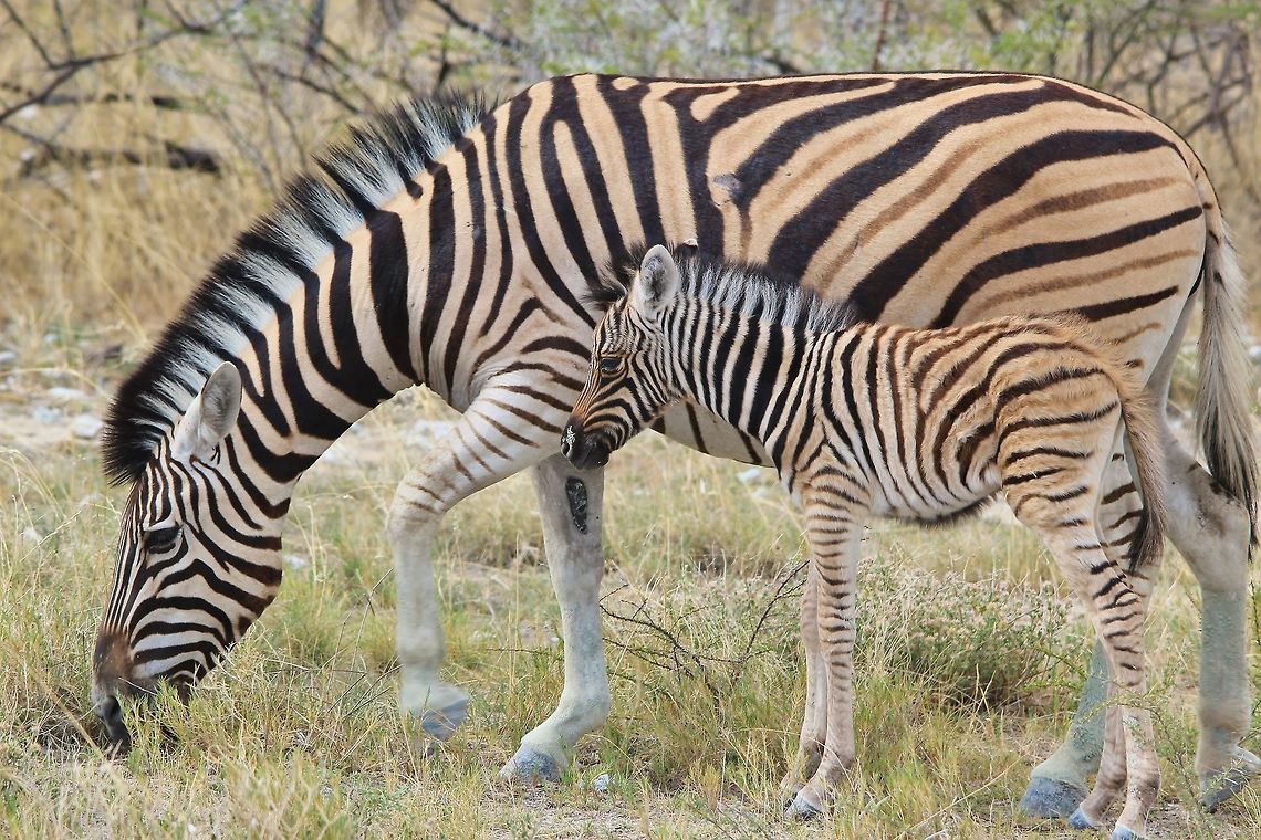 Burchell's Zebra - Like Mom A Burchell&#039;s Zebra mare and her new foal, as photographed in the wilds of Namibia, southwestern Africa.   Burchells zebra,Equus quagga burchellii,Geotagged,Namibia,Summer,adorable,baby animal,cute,foal,mare