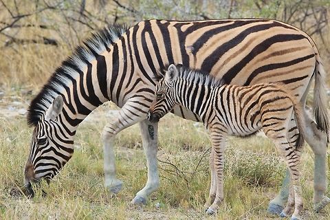 Burchell's Zebra - Like Mom A Burchell's Zebra mare and her new foal, as photographed in the wilds of Namibia, southwestern Africa.   Burchells zebra,Equus quagga burchellii,Geotagged,Namibia,Summer,adorable,baby animal,cute,foal,mare