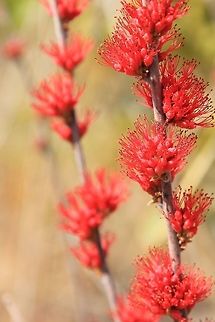 Winter Flowers from Africa - Combretum platypetalum A rather rare flowering plant from the African bush veld.  This exceptional plant only flowers during the winter months with no leaves present on the stalk.   Combretum platypetalum,Geotagged,Namibia,Winter,beautiful,bloom,exceptional,flower,red,unique,winter