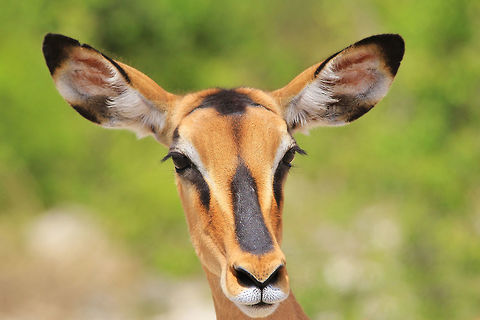 Black Faced Impala - Stare of Innocence An adult Black Faced Impala ewe stares into the lens with purity and innocence.  Photographed in the wilds of Namibia, southwestern Africa.  Aepyceros melampus petersi,Black-faced Impala,Geotagged,Namibia,Summer,adorable,black,ewe,free,innocent,markings,red