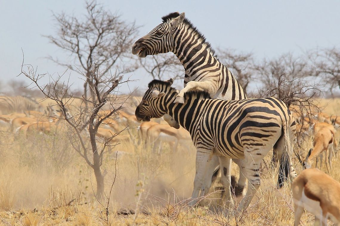 Zebra Fight - Dominance is Everything A pair of Burchell's Zebra stallions fight it out over dominance.  These guys will not stop until one admits defeat.   Burchells zebra,Equus quagga burchellii,Geotagged,Namibia,Winter,aggression,anger,dominate,fight,intimidate