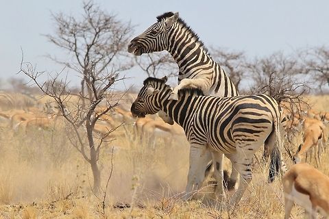 Zebra Fight - Dominance is Everything A pair of Burchell's Zebra stallions fight it out over dominance.  These guys will not stop until one admits defeat.   Burchells zebra,Equus quagga burchellii,Geotagged,Namibia,Winter,aggression,anger,dominate,fight,intimidate