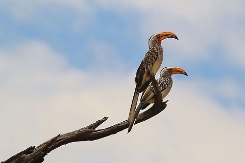 Yellow-billed Hornbill - Posing Beaks A pair of Southern Yellow-billed Hornbills pose on an old tree stump, the one closest being a male with a vibrant red throat.   Geotagged,Namibia,Southern Yellow-billed Hornbill,Summer,Tockus leucomelas,free,perched,pose