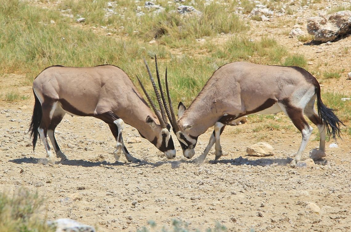 Oryx Fight - Dominance is Everything A pair of Oryx (or Gemsbok) bulls fight it out over territorial rights.  Fights such as this can last to the death, until there is a clear and distinctive winner.  With horns sharp and strong, one can easily imagine this scenario.   Gemsbok,Geotagged,Namibia,Oryx gazella,Summer,bulls,dominate,fight,hardy,horns,power,strong,territorial,tough