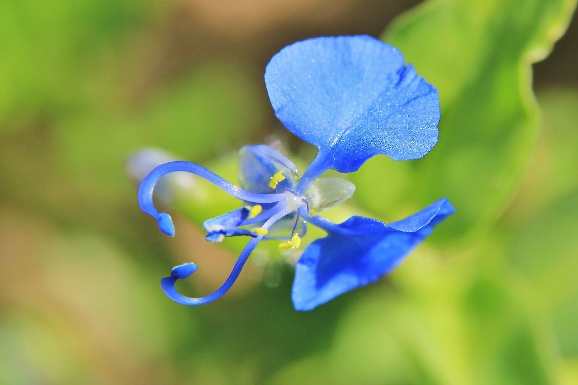 Blue Wonder - Wild Flowers from Africa. I have made up this name &quot;Blue Wonder&quot; as I do not know the species.  <br />
<br />
No matter what, this wild flower is striking to say the least, complex and alluring in colors vibrant and gorgeous.   Africa,Geotagged,Namibia,Summer,bloom,blue,flower,plant,wild,yellow