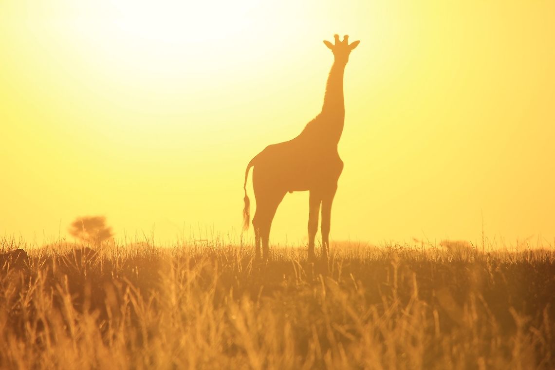 Giraffe Silhouette - Epic Freedom The silhouette of a Giraffe bull against a vibrant and epic golden light of sunset, as seen in the complete wilds of Namibia, southwestern Africa.  <br />
<br />
Personally, there is nothing more inspiring than freedom within the Animal Kingdom.  This picture somehow represents that feeling.   Geotagged,Giraffa camelopardalis,Giraffe,Namibia,Winter,dusk,free,golden,peace,silhouette,sunset,yellow