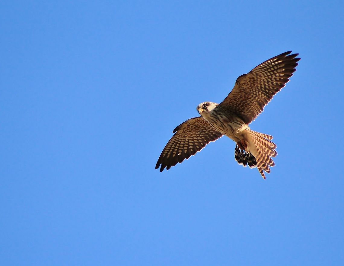 Kestrel in Flight - Airspeed I am not totally convinced if this specific bird is a Greater Kestrel, or a female Lesser Kestrel.  <br />
<br />
Either way, this predatory falcon is supreme in airspeed and agility, preying on little birds.  Photographed in Namibia, southwestern Africa.  Falco naumanni,Falco rupicoloides,Geotagged,Greater Kestrel,Lesser Kestrel,Namibia,Spring,falcon,flight,fly,focus,quick