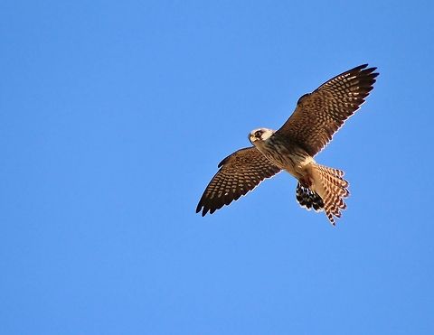 Kestrel in Flight - Airspeed I am not totally convinced if this specific bird is a Greater Kestrel, or a female Lesser Kestrel.  

Either way, this predatory falcon is supreme in airspeed and agility, preying on little birds.  Photographed in Namibia, southwestern Africa.  Falco naumanni,Falco rupicoloides,Geotagged,Greater Kestrel,Lesser Kestrel,Namibia,Spring,falcon,flight,fly,focus,quick