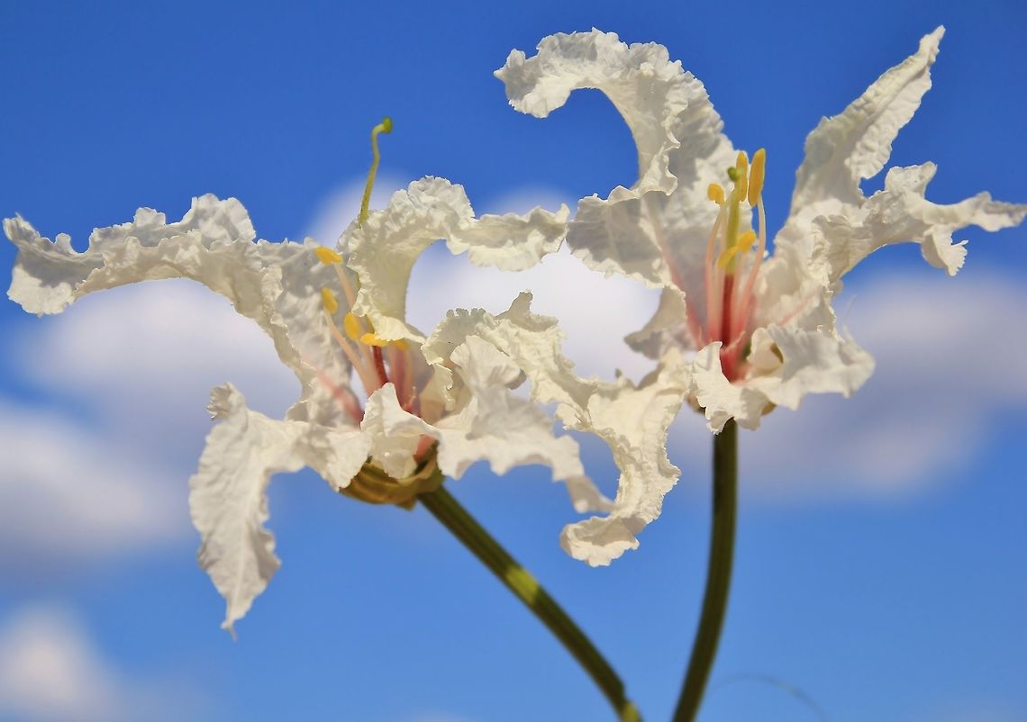 Coffee Bush - Summer Flowers in the Wild A Coffee Bush in bloom, as photographed during the African summer.  Although the flowers appear paper like and fragile, the bush itself is as hardy as it gets.  <br />
<br />
Local people will harvest immature seeds from the pods and roast them.  These seeds are then eaten directly.  Mature seeds, however, have a different role.  These seeds are roasted and pounded into a powder (which is used as a coffee substitute).   Bauhinia petersiana,Geotagged,Namibia,Spring,bauhinia petersiana,beautiful,bloom,flower,fragile,pink,summer,white