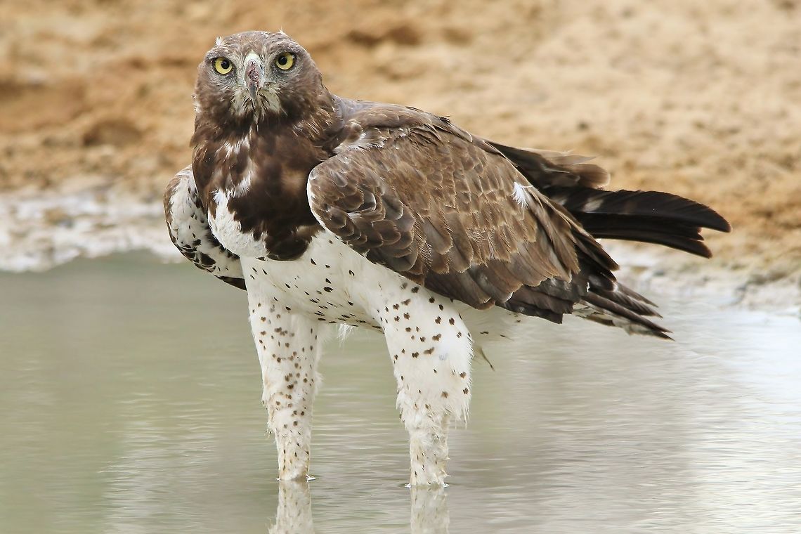 Martial Eagle - Golden Eye An adult Martial Eagle visits a watering hole in the wilds of Namibia, southwestern Africa.  <br />
<br />
Of all the raptors, this guy is probably the most weary and cautious to visit a watering hole.  It will properly check out all aspects before approaching a watering hole.  Thus, I would conclude, that this beautiful raptor is rather shy and overly cautious.   Geotagged,Martial Eagle,Namibia,Polemaetus bellicosus,Spring,eagle,eye,golden,markings,pattern,raptor,spots