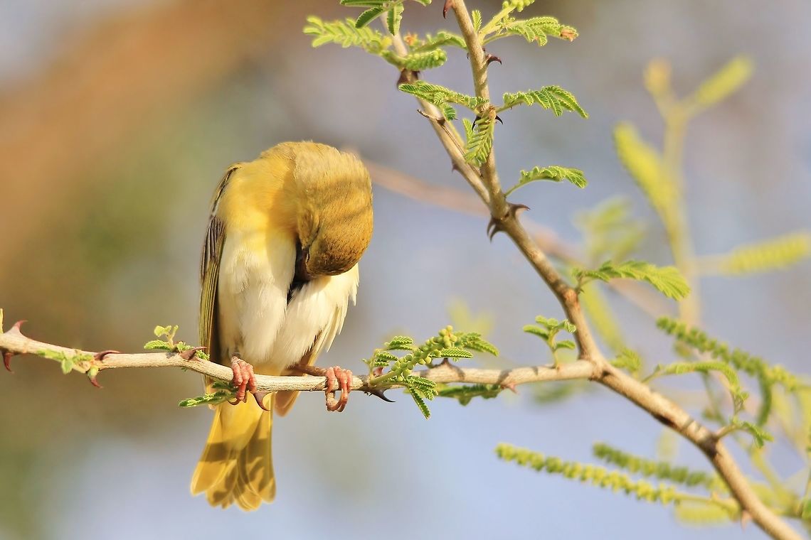 Masked Weaver - Taking a break An adult African Southern Masked Weaver female takes a rest.  During the start of summer, these little birds work relentlessly to build a nest, lay eggs and rear the young.  A process that last about 2 to 3 months of relentless work.  This specific female just could not do more ... she had to take a siesta.  <br />
<br />
Photographed in Namibia, southwestern Africa.  Geotagged,Namibia,Ploceus velatus,Southern masked weaver,Spring,adorable,bird,cute,funny,hilarious,humor,sleep