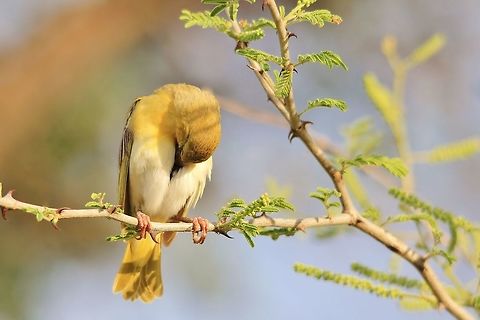 Masked Weaver - Taking a break An adult African Southern Masked Weaver female takes a rest.  During the start of summer, these little birds work relentlessly to build a nest, lay eggs and rear the young.  A process that last about 2 to 3 months of relentless work.  This specific female just could not do more ... she had to take a siesta.  

Photographed in Namibia, southwestern Africa.  Geotagged,Namibia,Ploceus velatus,Southern masked weaver,Spring,adorable,bird,cute,funny,hilarious,humor,sleep