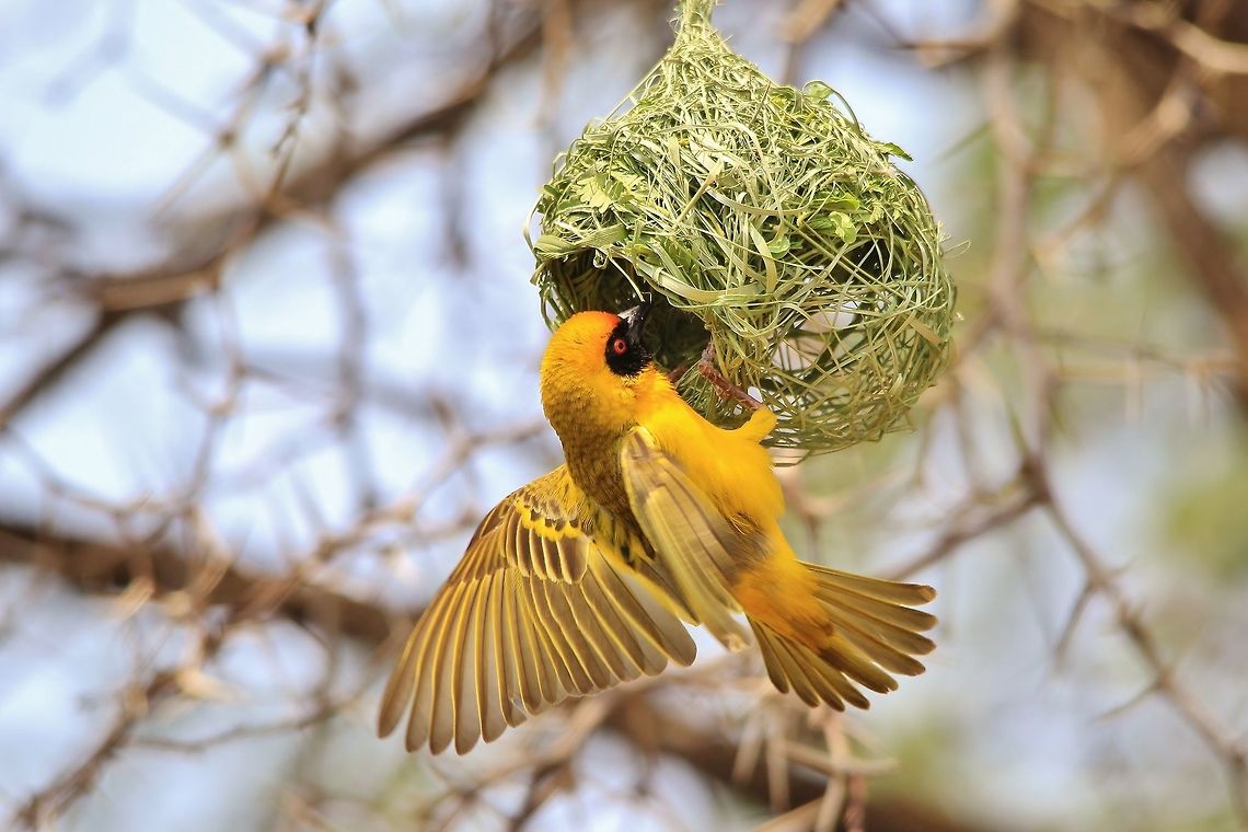 Southern Masked Weaver - Building Home A male African Southern Masked Weaver builds his nest during the start summer.  This male will guard his nest (other males will plumage it for material to build their own nests) while also continuing construction.  After the nest is build, he will &quot;flirt&quot;, posing golden plumage in quick movements so as to attract a female to his nest.  Once the female approves of the nest, the breeding process will commence.   Geotagged,Namibia,Ploceus velatus,Southern masked weaver,Spring,action,agile,dedicated,fly,golden,home,nest,quick,summer