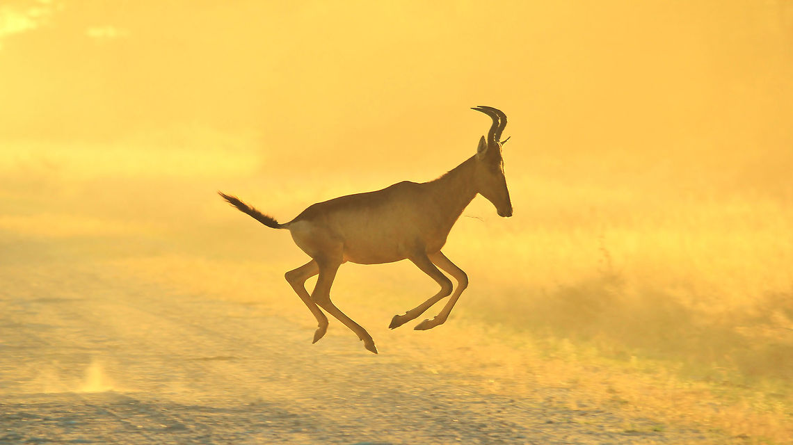Golden Gallop - Red Hartebeest A Red Hartebeest in full gallop, with a golden sunset sky in the background.  It is a characteristic of this antelope to run in this manner (with all 4 hooves off the ground).  <br />
<br />
Photographed in the wilds of Namibia, southwestern Africa.  Alcelaphus buselaphus caama,Fall,Geotagged,Namibia,Red hartebeest,antelope,gallop,quick,run