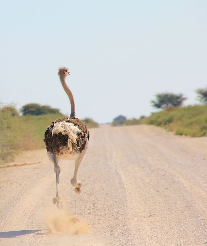 Ostrich - Road Runner An Ostrich in full flight down a gravel road.  This image shows how this unique bird's long legs are used as an effective escape mechanism, easily reaching speeds of around 50 km/h.   Fall,Geotagged,Namibia,Ostrich,Struthio camelus,quick,road,run,speed