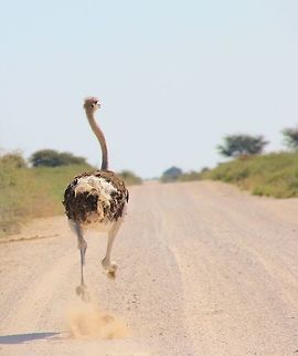 Ostrich - Road Runner An Ostrich in full flight down a gravel road.  This image shows how this unique bird's long legs are used as an effective escape mechanism, easily reaching speeds of around 50 km/h.   Fall,Geotagged,Namibia,Ostrich,Struthio camelus,quick,road,run,speed