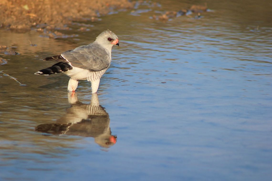 Lizard Buzzard - Raptor Reflection An adult Lizard Buzzard visits a watering hole in the wilds of Namibia, southwestern Africa.   Fall,Geotagged,Kaupifalco monogrammicus,Namibia,blue,grey,lizard buzzard,raptor,reflection,water