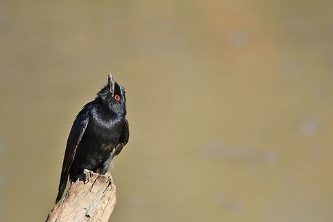 Fork-tailed Drongo - Looking for Lunch A Fork-tailed Drongo looks to the skies for an insect to catch, as seen in the wilds of Namibia, southwestern Africa.  Besides the obvious forked tail, this bird's characteristic red eye also indicates the species in general.   Dicrurus adsimilis,Fork-tailed Drongo,Geotagged,Namibia,Winter,black,fly-catcher,funny,perched,pose,red