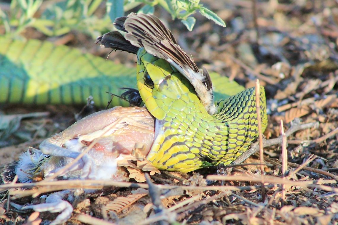 Tree Snake - Natural Food A Tree Snake starts consuming a Helmeted Shrike chick after taking / biting it in its nest.  Nature sometimes can be cruel and harsh.  In this case, the venom acted very quickly and it was over for the little bird in a matter of a minute or so.  Here you can see how the jaws expand in order to consume.  Boomslang,Dispholidus typus,Geotagged,Namibia,Spring,bird,chick,consume,eat,green,tree snake
