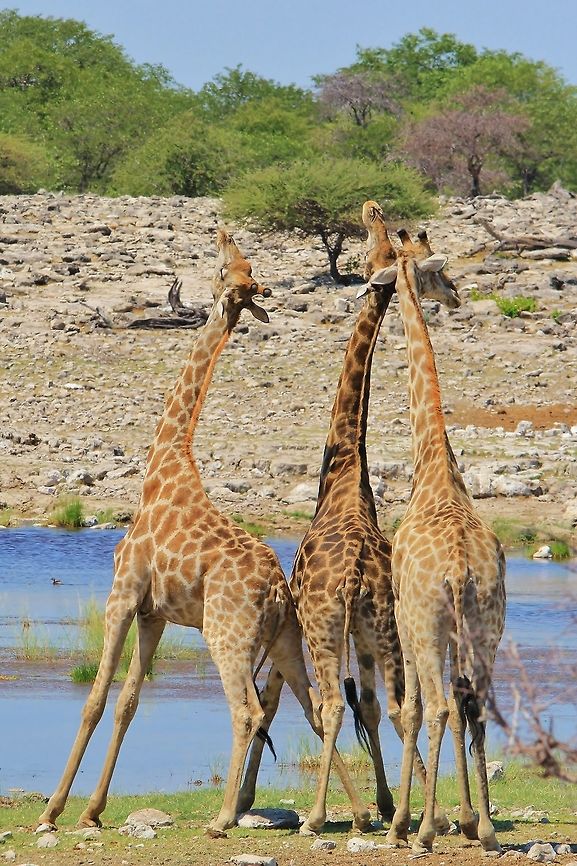 Giraffe Behavior - Hormones in Nature This might appear in general as a rather dull photograph, but bear with me.  <br />
<br />
This is photo 1 out of 3.  It is an attempt to show how Giraffe bulls with raging hormones interact.  Here it is evident that something is about to happen.  In general appearance, it seems as these bulls are trying to be the &quot;tallest&quot; standing.   Geotagged,Giraffa camelopardalis,Giraffe,Namibia,Summer,behavior,bulls,display,fight,hormones