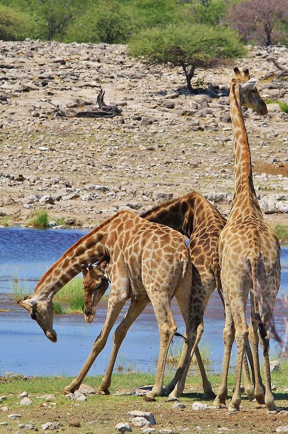 Giraffe Fight - Dominating Hormones Photo 2 of 3.<br />
<br />
In this image one can see how Giraffes fight.  Using its long neck in a whip like fashion, energy is transferred to the tip of the horns.  The target is its opponent&#039;s upper chest or lower neck.  The lungs can be damaged, or worse, vertebrae cracked.  The force of impact is tremendous.  <br />
<br />
The Giraffe also has various valves in its neck and head, which allows it drop its head way down low (for example when it drinks water) with blood pressure regulated.  These valves can also be damaged during a fight, which will allow for &quot;uncontrolled&quot; blood flow and pressure through the neck, head and subsequently, the brain.   Geotagged,Giraffa camelopardalis,Giraffe,Namibia,Summer,anger,bull,fight,hormones