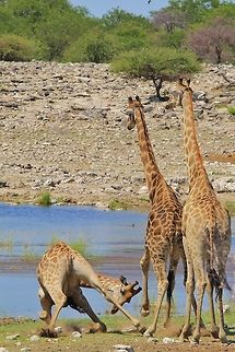Giraffe Fight - Dominance in Nature Photo  3 of 3.

And there it is.  The final straw.  With a strike to the front of the chest, the losing bull loses his breath temporarily and takes a fall, admitting defeat involuntarily.   This specific bull survived the fight and got to his feet a few minutes later.  

Nature can appear cruel to us humans, but it is a matter of simple mathematics and algorithms that determine the survival of species through the continuation of the best and strongest genes.  Geotagged,Giraffa camelopardalis,Giraffe,Namibia,Summer,bull,dominate,fight,survival