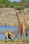 Giraffe Fight - Dominance in Nature Photo  3 of 3.<br />
<br />
And there it is.  The final straw.  With a strike to the front of the chest, the losing bull loses his breath temporarily and takes a fall, admitting defeat involuntarily.   This specific bull survived the fight and got to his feet a few minutes later.  <br />
<br />
Nature can appear cruel to us humans, but it is a matter of simple mathematics and algorithms that determine the survival of species through the continuation of the best and strongest genes.  Geotagged,Giraffa camelopardalis,Giraffe,Namibia,Summer,bull,dominate,fight,survival