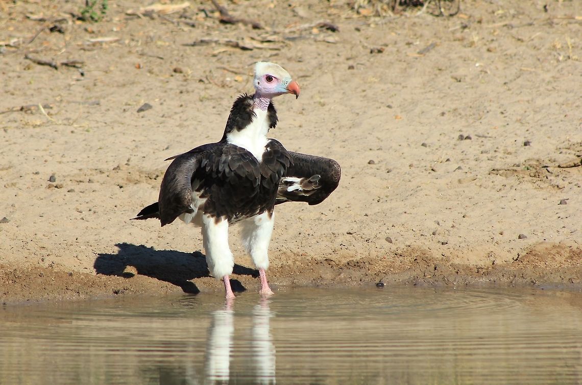 White-headed Vulture - Pink Scavenger When I first saw this raptor, I thought of it as &quot;pink&quot;, rather than &quot;white-headed&quot; as it is called.  Non the less, this vulture is rather shy and not regularly seen.  And unlike other vulture species, it is normally spotted alone.   Fall,Geotagged,Namibia,Trigonoceps occipitalis,White-headed Vulture,pink,pose,raptor,white