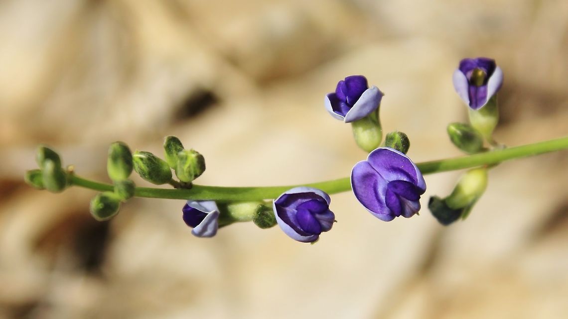 Purple Funeral Bloom - African Wild Flowers This very small plant has a humongous tuber underground.  The flowers are about the size of your little fingernail, with the tuber easily weighing between 7 and 10 kilograms.  Local San people dig up the tuber, hollow it out and use the flesh of the tuber to wash the bodies of deceased family members.  It is believed that this ritual distracts the grieving family and allows them to return to their normal lives quicker than normal.   Africa,Geotagged,Namibia,Spring,beautiful,bloom,blue,detail,fine,flower,funeral,purple,ritual,summer,tuber,wild flower