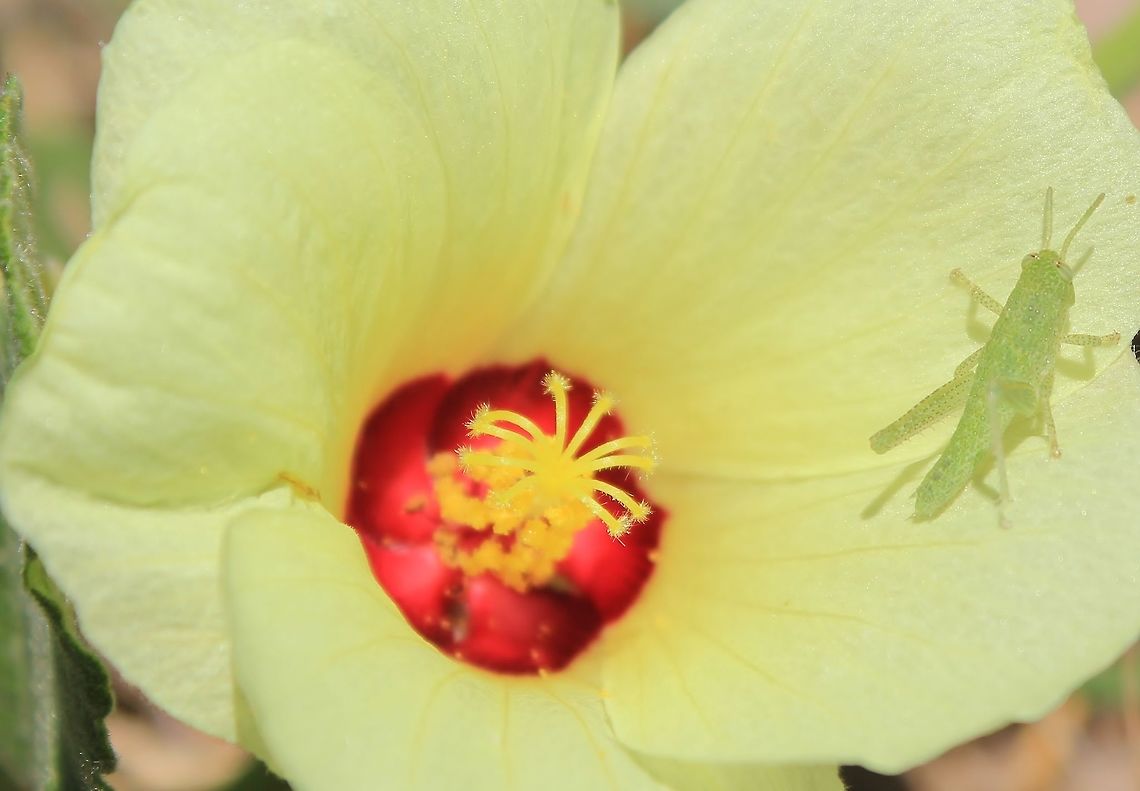 Wild Cotton - Beautiful Wild Flowers from Africa A Wild Cotton in bloom, with an unknown green grasshopper chewing on its juicy petals.  <br />
<br />
As the name states, this plant creates cotton similar to its domesticated cousin.  Although producing much less cotton, it is still used by locals for stuffing pillows.   Geotagged,Gossypium herbaceum,Namibia,Spring,beautiful,bloom,flower,grasshopper,iridescent,wild flower