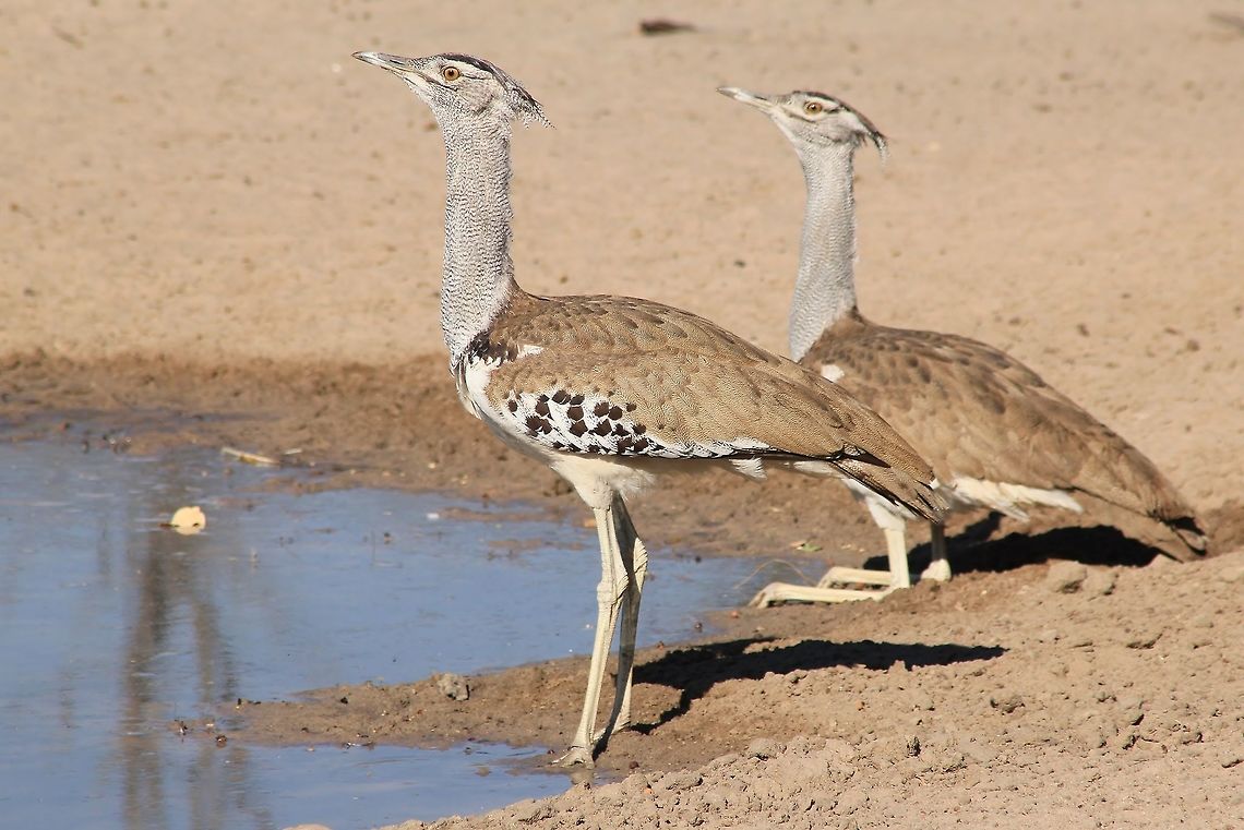 Kori Bustard - Paired Patterns A pair of Kori Bustard visit a watering hole in the wilds of Namibia, southwestern Africa. <br />
<br />
Normally these birds will be found in pairs, and the male can be identified having a &quot;thicker&quot; neck when comparing the two.  In this image, I would assume the one standing is the young male, with the female sitting.  Other birds do not like the Kori Bustard.  As the description stipulates, this bird is an opportunistic omnivore, eating both meat (other birds, especially chicks) and normal &quot;bird food&quot; such as insects and plants.  <br />
<br />
I belief Australia also has the exact same species, and there, I have heard, it is consumed by man as a delicacy.  In Africa, however, it is not considered edible in general, simply due to the fact that this bird also eats meat.  It is a general unwritten rule that anything that eats meat, is not considered edible except in extreme conditions.   Ardeotis kori,Fall,Geotagged,Kori bustard,Namibia,camouflage,golden,pair,pattern,yellow