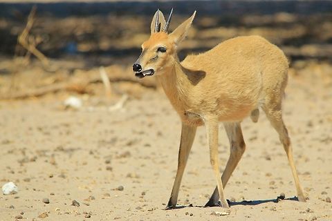 Common Duiker - Elusive and Shy This image shows a Common Duiker ram chewing on a Camel Thorn tree pod, a very nutritious and delicious hard shelled pod full of nutritious and tasty flesh.  

As the description entails, this small antelope is very shy and elusive, remaining still (similar to the Steenbok).  In all aspects, the Duiker can easily be confused with the Steenbok.  The Duiker is a bit larger, lighter in color and the black marking on its nose runs a bit further onto the face than the Steenbok's.   Common duiker,Geotagged,Namibia,Spring,Sylvicapra grimmia,behavior,eat,funny,markings