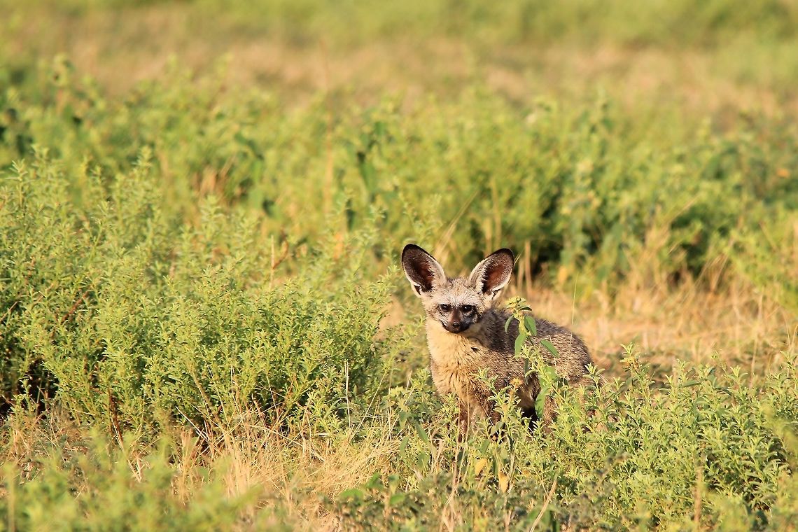 Bat-eared Fox - All ears A Bat-eared Fox on full alert, using its ginormous ears for detecting the slightest of noise.  <br />
<br />
This animal is greatly loved in Namibia.  It preys on especially termites (it can hear them burrowing in their tunnels underground - thus the large ears) and other insects which causes damage to crop farmers etc.  It is also highly protected by the Government.  Illegal killing of this animal hardy exists.   Bat-eared fox,Geotagged,Namibia,Otocyon megalotis,Spring,alert,curious,cute,ears,fox,listen