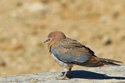Laughing Dove - Taking a Nap A Laughing Dove takes a breather, tired after a day of constantly looking beautiful.   Geotagged,Laughing Dove,Namibia,Spilopelia senegalensis,Winter,cute,nap,rest,siesta,sleep